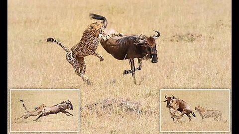 Cheeta chasses the wild beest