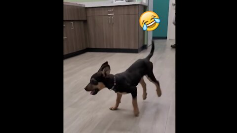 Amazing. cute dog dancing like a pro 🐶 😂