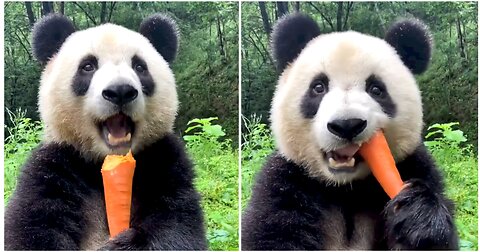 Panda looks cute while eating carrots.