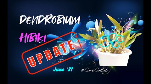 How to CARE for Dendrobium Hibiki | UPDATE | Bud Clusters gallore 😅 #CareCollab