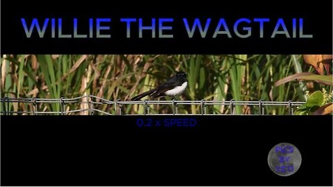 WILLIE THE WAGTAIL