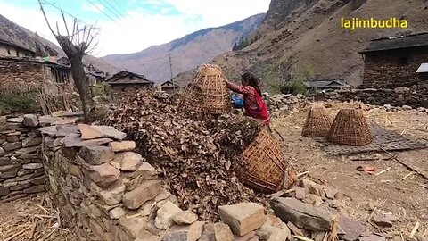Constructing a huge compost pile with dry leaves in Nepal