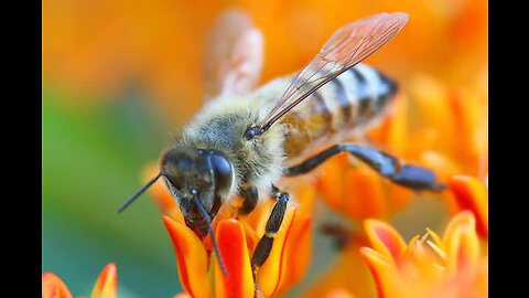 Bee vs. Wasp