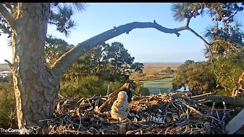 Mom & Her Owlet Share a Squirrel Breakfast 🦉 3/15/22 08:11