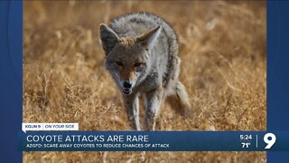 After reports of Scottsdale coyote attacks, should residents worry?