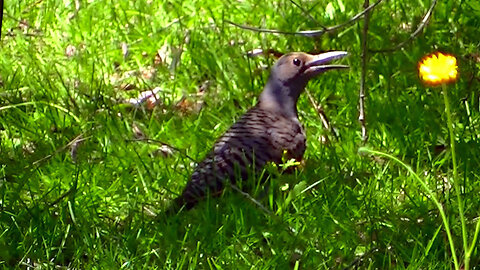 IECV NV #687 - 👀 Northern Flicker In The Backyard Searching For Food 🐦7-18-2018
