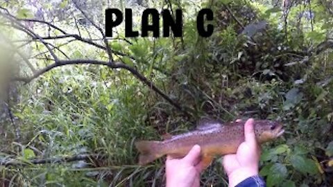 Plan C