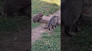Kitties taking their turns eating with groundhog 😻