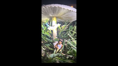 Homie under a mushroom