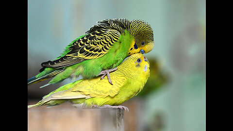 How to breed budgies 🐣 8 tips for successful breeding