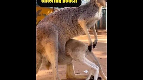 Baby kangaroo entering pouch | Cute baby kangaroo | Kangaroo Baby trying to enter pouch