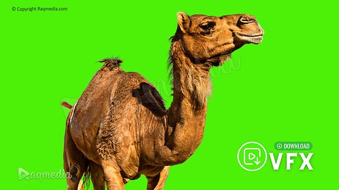 Camel green screen no copyright chroma key footage for video editing Background Animation 4K Video