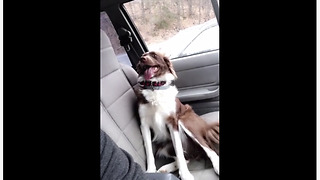 Guilty dog thinks owner is mad at her