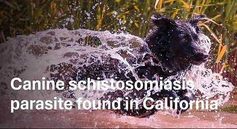 Canine schistosomiasis parasite found in California