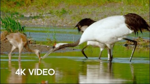 Crane Protects Baby Chick from Deer Herd - 4K UHD - Japan- Earth's Enchanted Islands