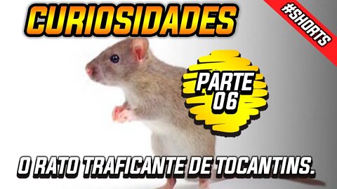 O Rato traficante de Tocantins #shorts #curiosidades #rato #traficante #fatosreais #viral #presidio