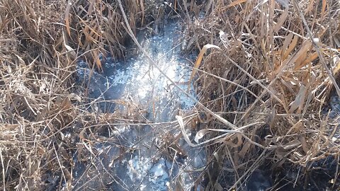 frozen reed forest road.