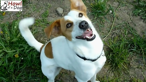 Friendly Dog Is So Happy To Be Rescued. Adorable Dog Nina Rescued by Howl Of A Dog