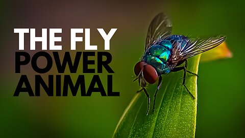 The Fly Power Animal