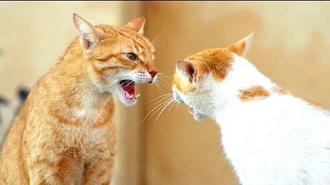 Funny Cats Arguing - Cats Talking To Each Other Compilation
