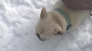 French Bulldog absolutely loves heavy snowfall