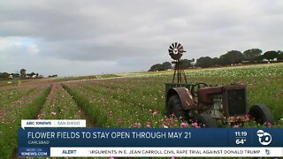 Carlsbad Flower Fields staying open a little longer