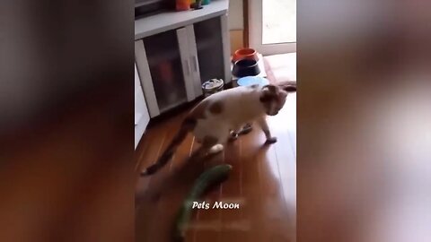Funniest dog and cat videos|😁😁 funny animal videos 2024|