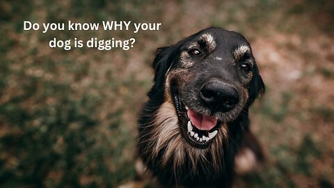 4 reasons WHY your dog digs and how to stop it.