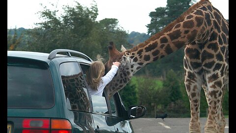 A giraffe peeks out of my car window..it plays with my children, and I feed them sweets
