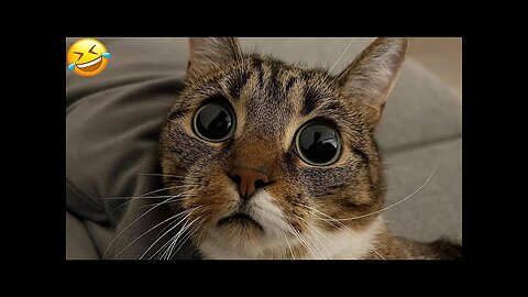 Funny animal videos 2023 - Funny cats/dogs - Funny animals Part1/Haypyy Pett #funnycats#funnydogs