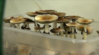 Psychedelic mushrooms: Denver panel to release report, push for further decriminalization