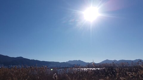 Winter sun. Sky and reeds. Clear weather.