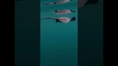 A ray gets tail slapped by an orca #shorts #sealife #animals