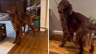 Dog caught bringing giant stick into home