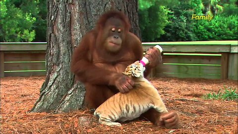 Orangutan Babysits Tiger Cubs