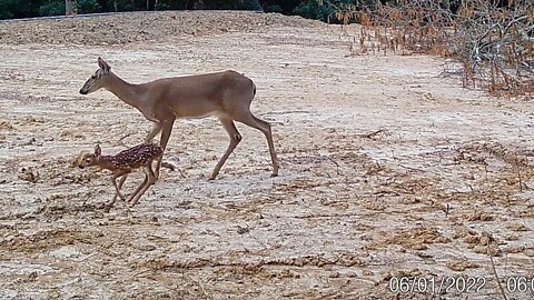 Week 3 & 4 cabin build update. First time lapse test & first deer fawn