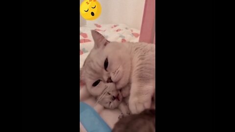 Cutest Cats 😍💖 | Lovely Pets & Kittens | ❤ Love For Animals 😻