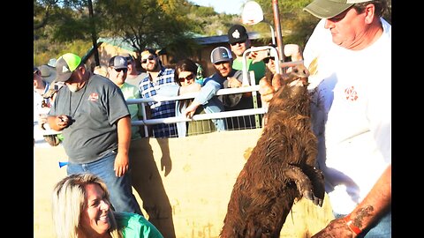 Thea the flagger and her partner Neal lift a pig in the air by just their ear