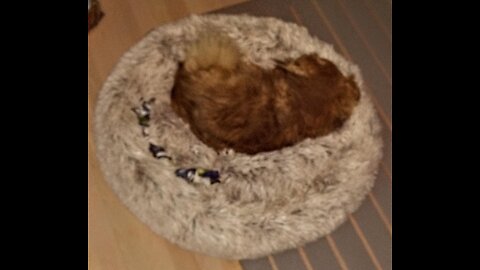 Friends Forever Donut Cat Bed, Faux Fur Dog Beds for Medium Small Dogs - Self Warming Indoor Ro...