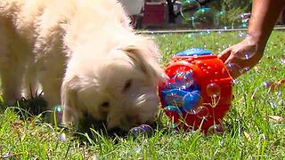 4 Toys Fetching Summer Fun for You and Your Pets