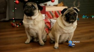 Holiday Pet Gifts