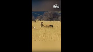 50 CAL Air Rifle takes Bontebok DOWN