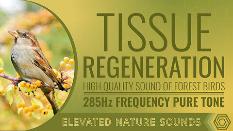 Tissue Regeneration with 285Hz Pure Tone Forest Birds Healing Meditation Sleeping Focus