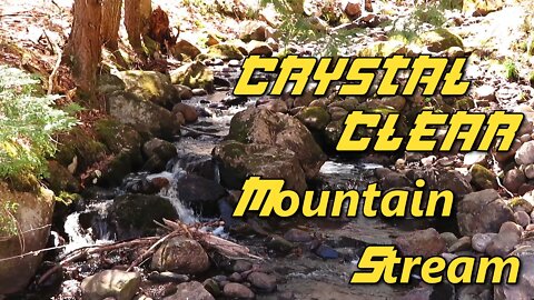 Crystal Clear Mountain Stream Carving its Way Through the Forest