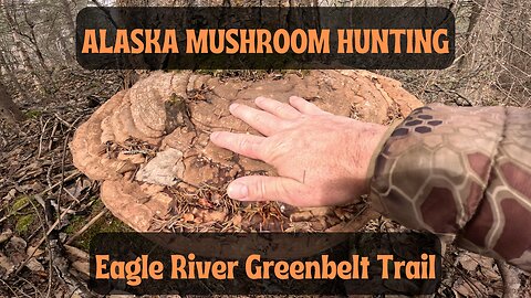 Alaska Mushroom Hunting Eagle River Greenbelt Trailhead
