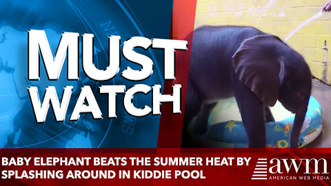 Baby Elephant Beats the Summer Heat by Splashing Around in Kiddie Pool