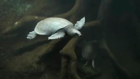 Fly River Turtles Swimming With Fish. AKA Pig-nosed Turtle