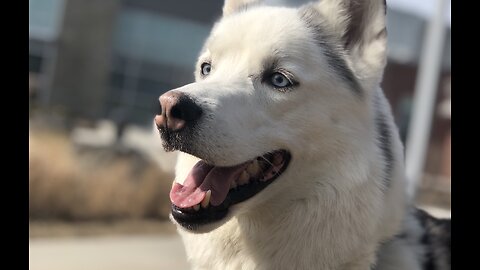 Siberian Husky visits a college campus