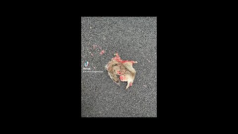 https://en.wikipedia.org/wiki/Squirrel Dead ☠️ squirrel 🐿️ kill car 🚘