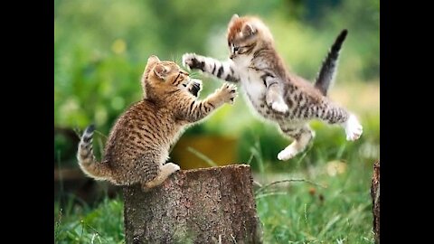 Cat Kungfu fight